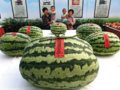 北京一瓜农种出长1米重168斤西瓜(图)
