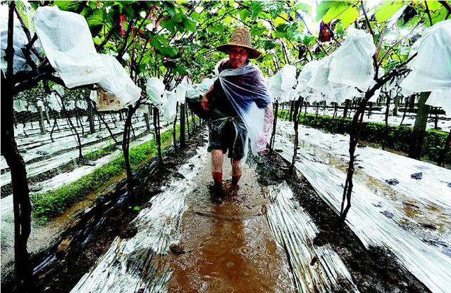 受连日降雨影响 关中种植区成熟葡萄开裂腐烂