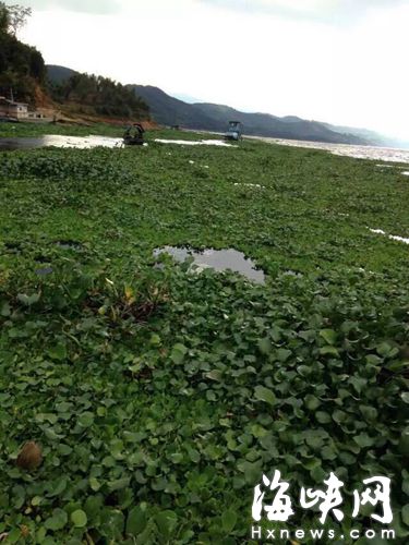 　这片水域布满密密麻麻的水葫芦，林夏香就在这里溺水失踪